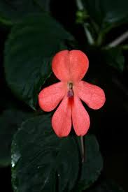 Image result for Impatiens zombensis