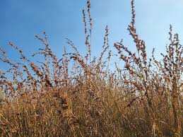 Image result for Cymbopogon caesius