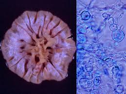 Image result for Erythrococca trichogyne