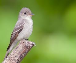 Image result for Contopus virens