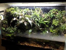 Carnivore Cove Geosesarma Crab Viv Build Pic Heavy Carnivorous Plants Carnivores Reptile Enclosure