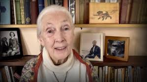 Dr. Jane Goodall: "Every animal is an individual."