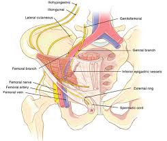 Less commonly, a bone injury or fracture, a hernia, or even kidney stones might cause groin pain. Inguinal Hernias Basicmedical Key