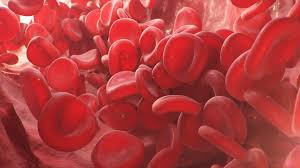 Image result for Red Blood Cell