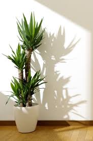 The 10 Best Indoor Trees You Can Buy On Amazon House Plants Decor Best Indoor Trees Plant Decor Indoor