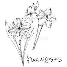 Vector Narcissus Floral Botanical Flowers Black And White Engraved Ink Art Iso Sponsored Bo Narcissus Tattoo Narcissus Flower Tattoos Name Flower Tattoo