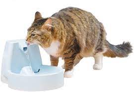 First, you'll want to unplug the unit completely from the wall. Are Cat Water Fountains Worth The Splurge Pawtracks