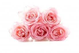 We did not find results for: 100 Flower Png Pictures