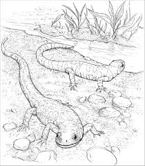 These free, printable halloween coloring pages for kids—plus some online coloring resources—are great for the home and classroom. Realistic Lizard Coloring Pages Coloringbay