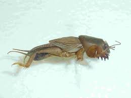 How to kill mole crickets in a vegetable garden. Mole Cricket Potato Pest In Indonesia Agriculture And Food