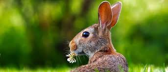 Check spelling or type a new query. Nature Animal Events In South Devon