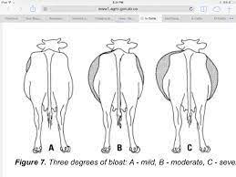 Condition that occurs when eructation is impaired and the rumen fills with gas or froth. Bloat In Cattle Is Serious Business North Carolina Cooperative Extension