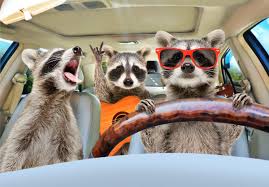 Hast du ein haustier ?. Wie Transportiert Man Haustiere In Einem Auto Clickclickdrive De Blog