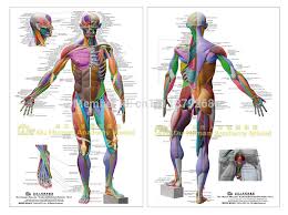 human anatomical chart muscular system anatomy ecorche wall