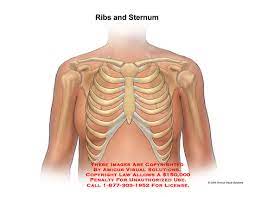 The thorax is anatomical structure supported by a skeletal framework (thoracic cage) and contains roughly speaking, this is the area of the chest. Chest Anatomy Exhibits