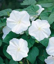 Pin By Cynthia Murdoch On Thoughts About The Garden Moon Flower Annual Flowers Flower Garden