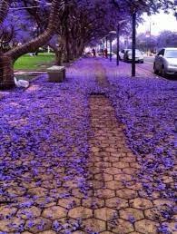السعوديه أبها saudi arabia abha abha places to see saudi arabia