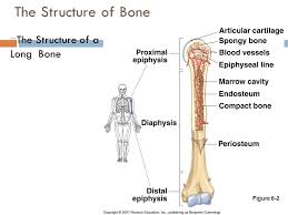 Search only for long bone diagram labled The Skeletal System Ppt Download
