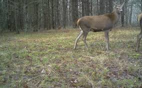 Life in chernobyl today has its own rules. 30 Years After Chernobyl Disaster Wildlife Is Flourishing In Radioactive Wasteland