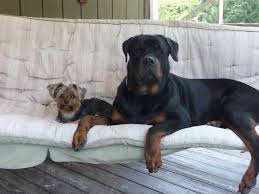 Yorkies for sale in texas. Dutray Yorkshire Terriers Yorky Puppies For Sale In Texas