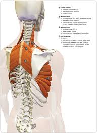 Image result for Winged Scapula