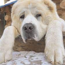 Our goal is to breed central asian shepherd dogs of true temperament and structure, free from genetic defects. The Central Asian Shepherd Dog Central Asian Shepherd Dog Breeders