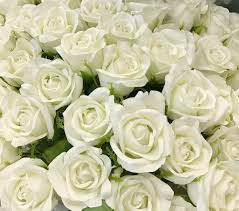 Buon giorno a tutti, se vi piacciono le rose ho qui per voi tante gif e immagini di rose bellissime !!! La Rosa Bianca In Amore E In Guerra Blog Di Fiori E Notizie Fresche