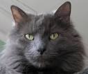 Large, long-haired cat breed from Russia Codycross ...