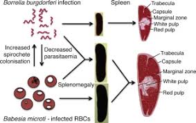 Investigating Disease Severity In An Animal Model Of