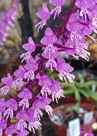 Image result for Stenoglottis