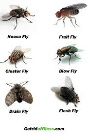 Flies lay their eggs on animal manure, so they are attracted to your cat's litter box. Get Rid Of Flies Get Rid Of Flies Carpenter Bee Trap Bugs And Insects