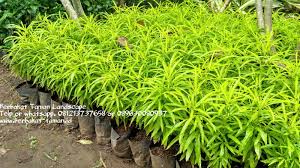 Orang yang bersemangat dalam karier. Pohon Zodia Tanaman Hias Pengusir Nyamuk Murah Tukang Taman Minimalis Murah Dan Jual Tanaman Hias Murah Berbakat Taman Landscape