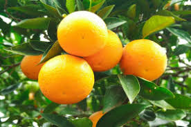 A good tree cannot produce bad fruit, nor can a bad tree produce good fruit. Does All Fruit Grow On Trees Wonderopolis