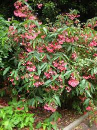 Begonia Coccinea Scarlet Begonia Plants Begonia Planting Flowers