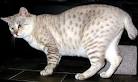 Desert Lynx Kittens For Sale by Reputable Breeders ...
