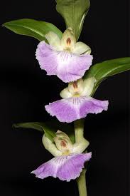 Image result for Brachycorythis