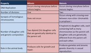 5th Period Biology Mitosis Vs Meiosis Chart