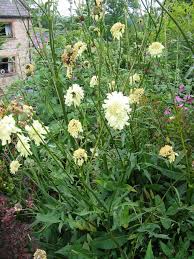 Image result for Cephalaria