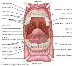 At premier denture, our talented denturist offers denture repairs, relines, partial and full dentures. Pin On A P