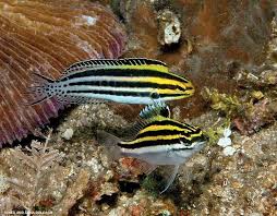 Breeding marine fish and various reef animals. Meiacanthus Grammistes Alchetron The Free Social Encyclopedia