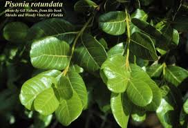 Image result for Pisonia