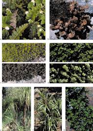 Image result for Xerophyta scabrida