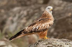 Red Kite Shot And Killed In Leeds Red Kite Kite Red