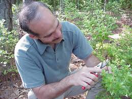 Never prune azaleas with electric shears. Azaleas Late Spring Early Summer Pruning Walter Reeves The Georgia Gardener