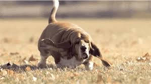 Share the best gifs now >>>. Fat Dog For Midterms Gif My Remake Of Gdw Anime Ginga Board Explore And Share The Best Fat Dog Gifs And Most Popular Animated Gifs Here On Giphy Alainer Swum
