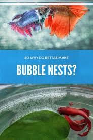If You Own A Betta Fish You May Notice Bubbles Forming At The Top Of The Water S Surface If You Are Not Acquainted Betta Fish Tank Betta Fish Betta Aquarium