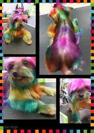 Yorkie With Hair Dye Color Creative Grooming Colorful Dog Dog Grooming