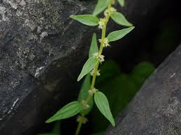 Image result for Pouzolzia