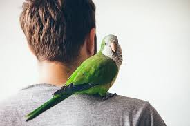 However, most indian ringneck parakeets are sold between $800 and $1,200. How Much Do Quaker Parrots Cost Parrot Website