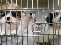 Boykin spaniel puppy for sale near maryland, crownsville, usa. Md Puppy Mill Law Won T Stop Internet Sales Baltimore Sun